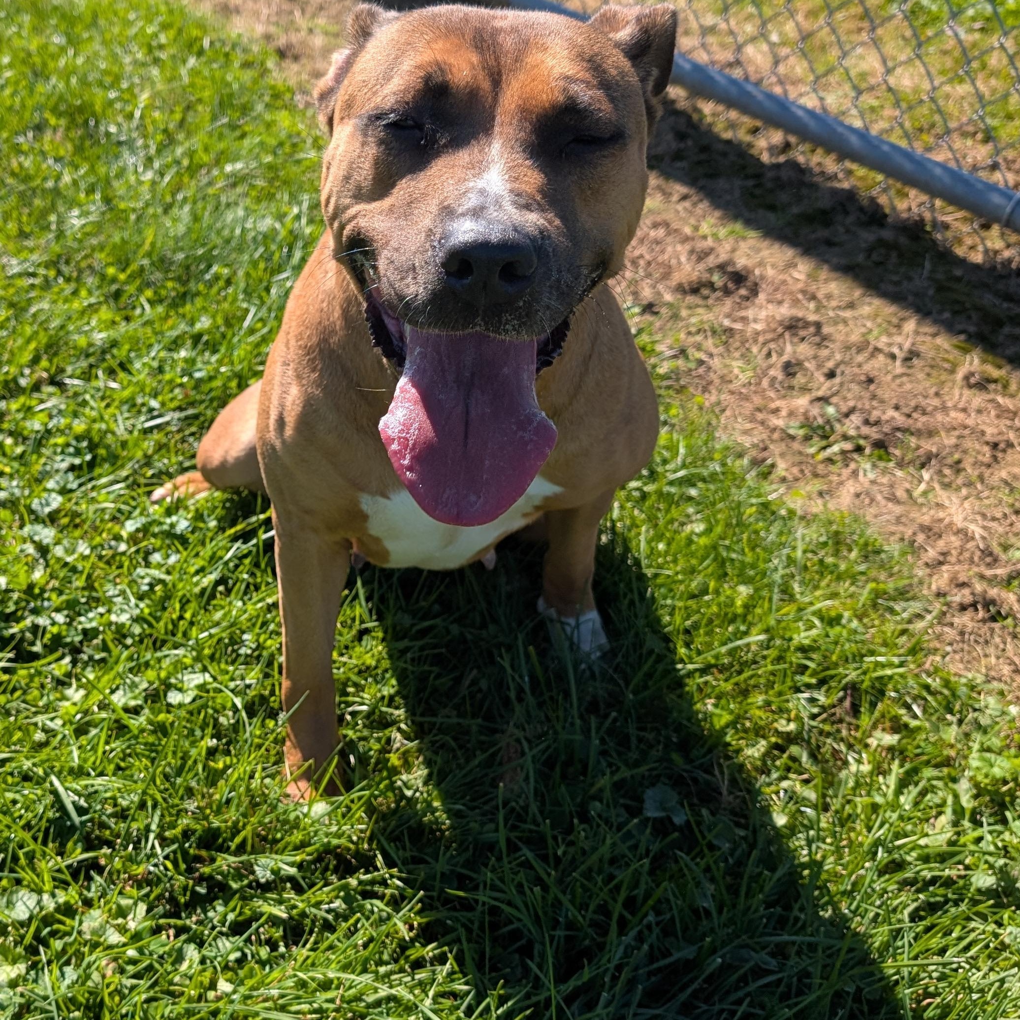 Enlarge 192446 LOOKING FOR OWNER, a Adoptable Pit Bull Terrier in Ravenna, OH image 2/5