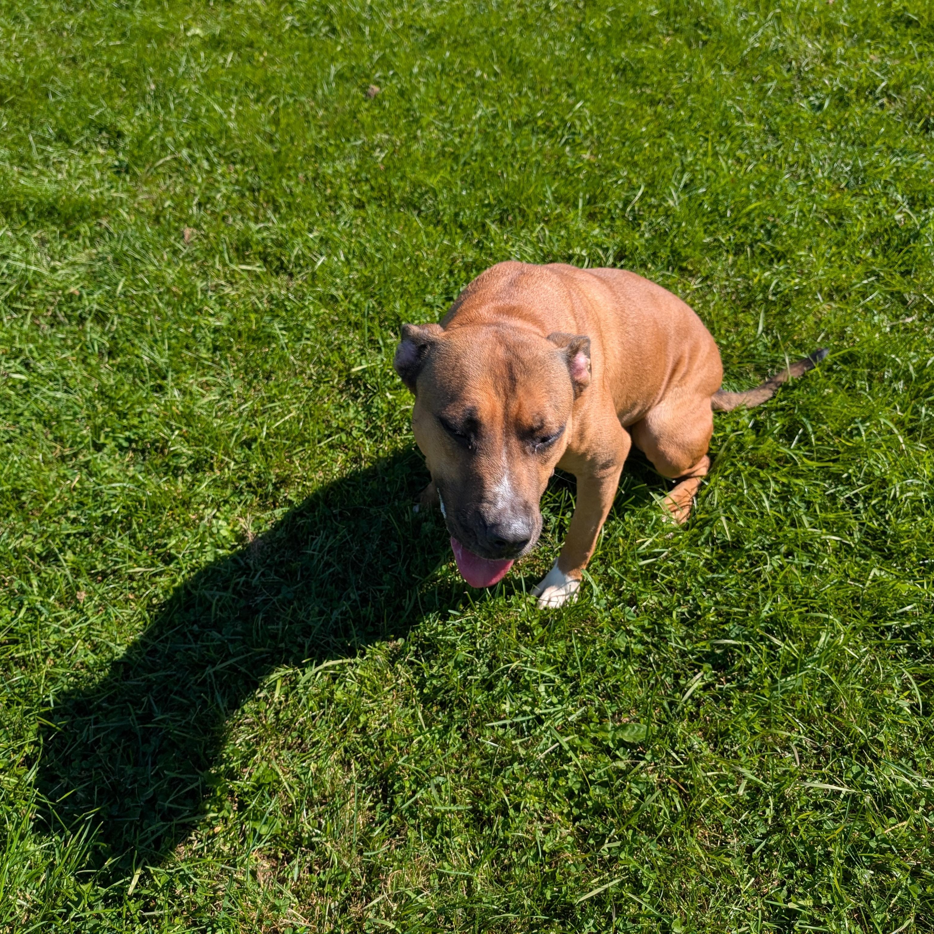 Enlarge 192446 LOOKING FOR OWNER, a Adoptable Pit Bull Terrier in Ravenna, OH image 3/5