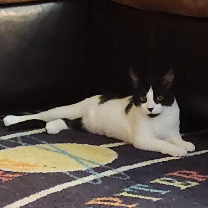 Enlarge Mini, a Adoptable Domestic Short Hair in York, PA image 2/3