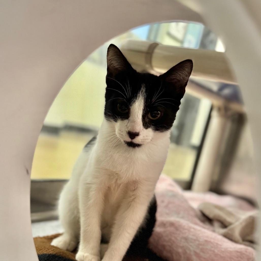 Enlarge Mini, a Adoptable Domestic Short Hair in York, PA image 3/3