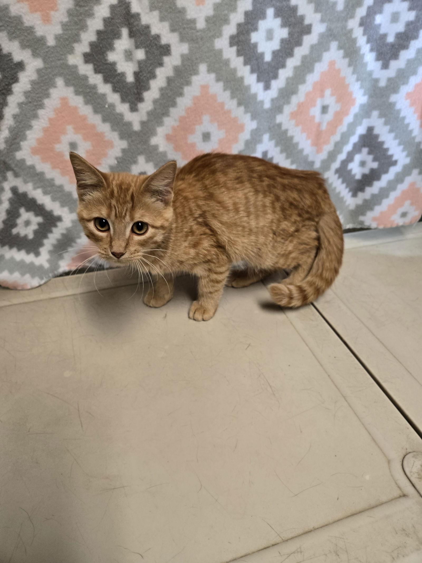 Sherbert, Adopted, Young Female Domestic Short Hair.