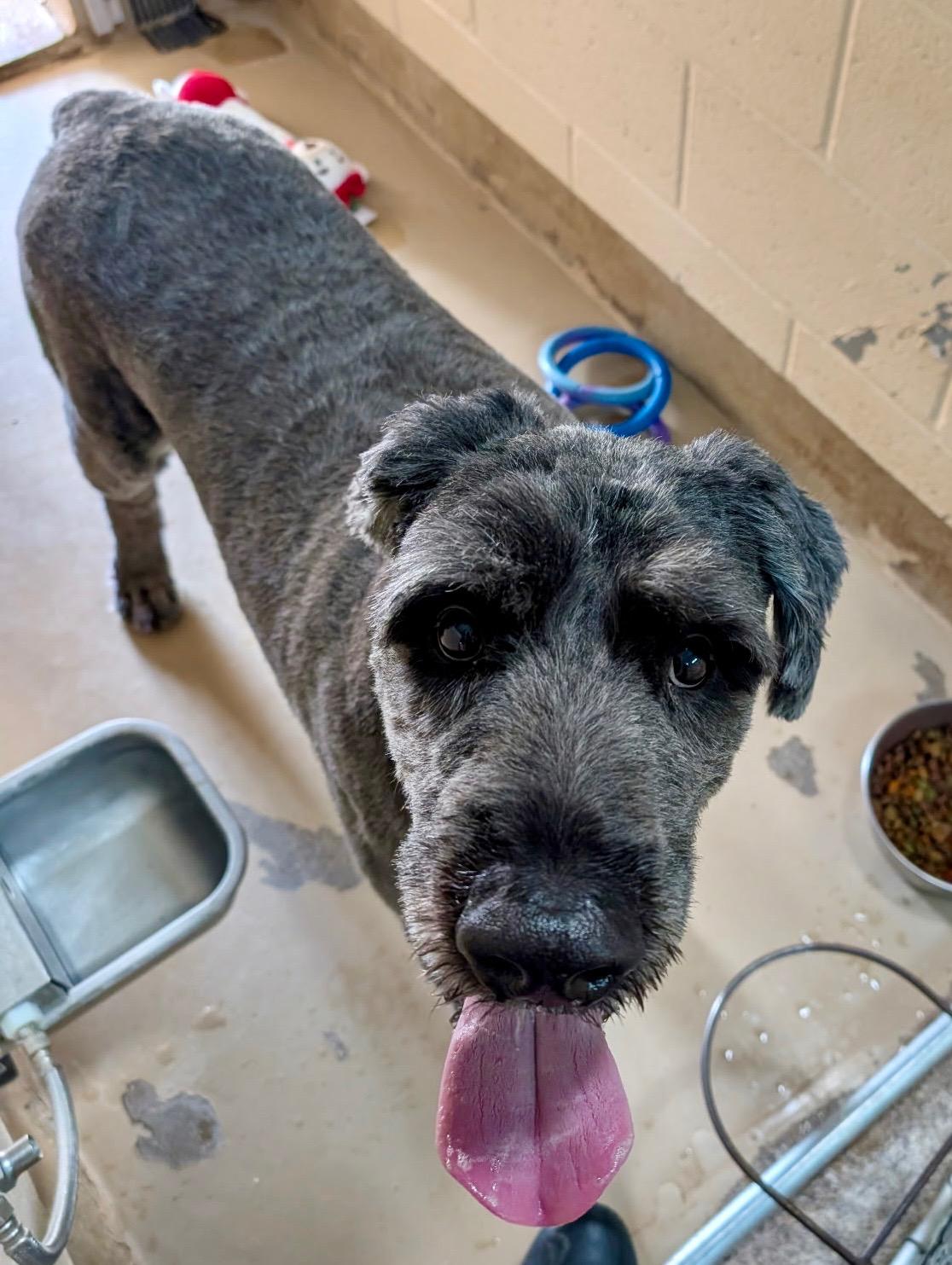 Enlarge Walter, a Adoptable Bouvier des Flandres in Sierra Vista, AZ image 1/1