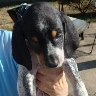 Enlarge Caraya(The Howlers), a Adoptable mixed breed in Lenoir, NC image 1/1