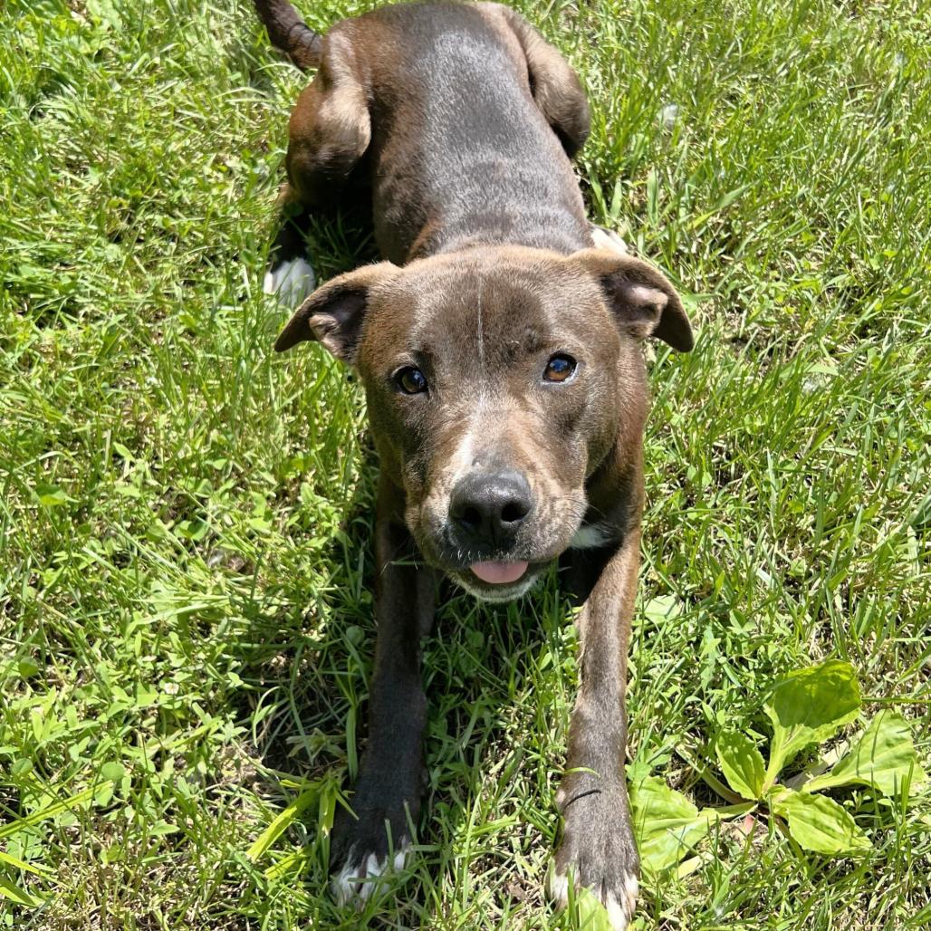 Farkle, a Adoptable Pit Bull Terrier in Warrensburg, MO image 1/5