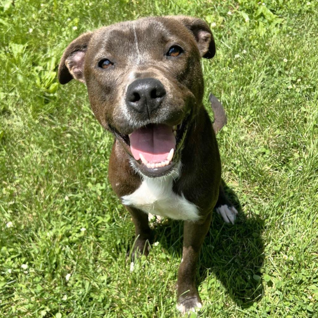 Farkle, a Adoptable Pit Bull Terrier in Warrensburg, MO image 2/5