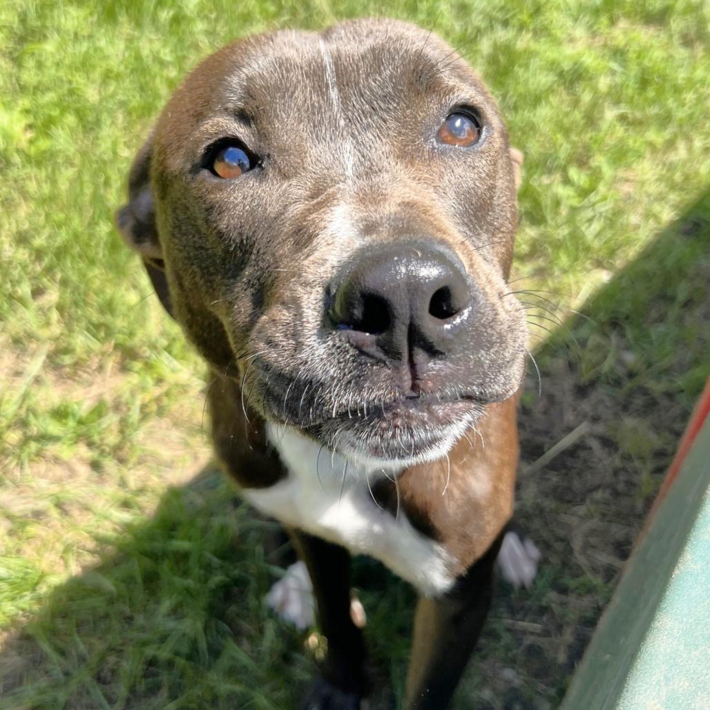 Farkle, Adoptable, Adult Male Pit Bull Terrier.