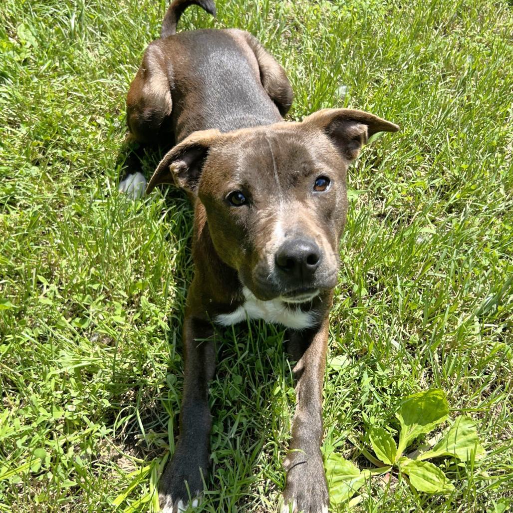 Enlarge Farkle, a Adoptable Pit Bull Terrier in Warrensburg, MO image 4/5