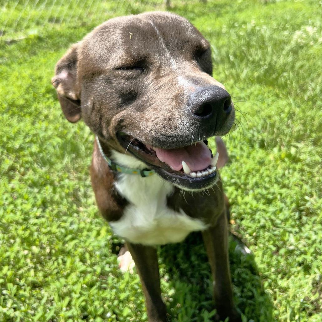 Farkle, a Adoptable Pit Bull Terrier in Warrensburg, MO image 4/5