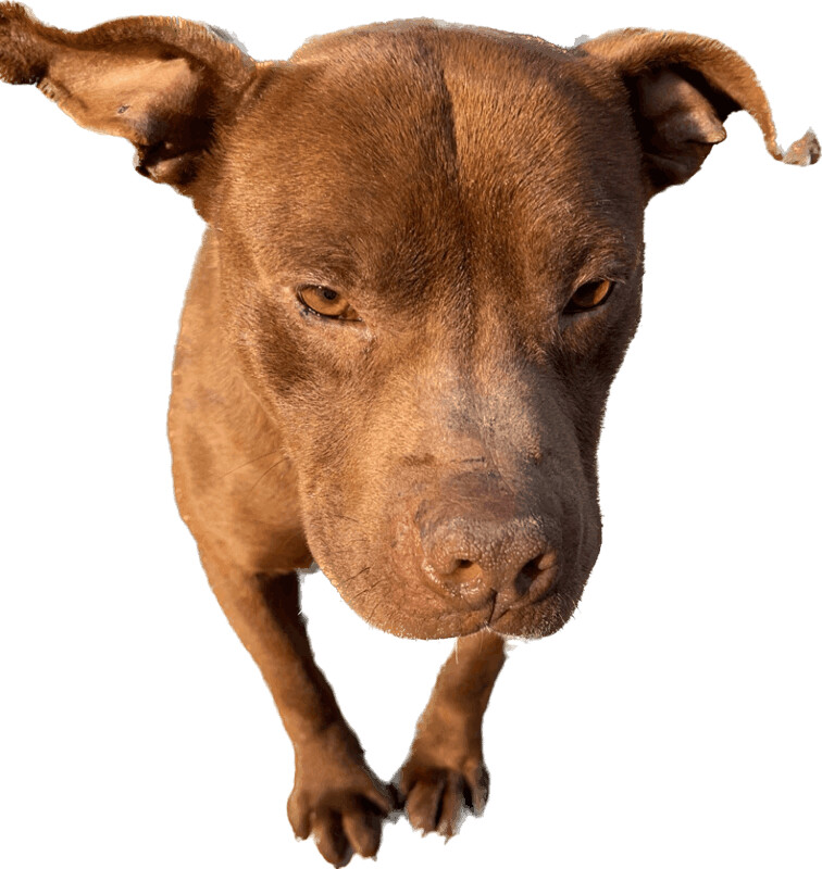 Rubble , an adoptable Pit Bull Terrier Mix in Linton, IN_image-1