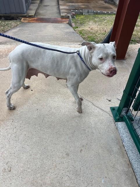 Feona, ADOPTABLE, Young Female Pit Bull Terrier.