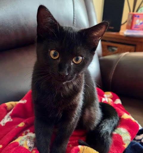 Princess Pepper, Adoptable, Young Female Domestic Short Hair.