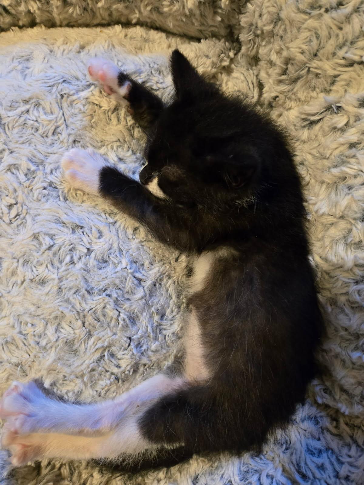 Enlarge Pippa in foster care, a Adoptable Domestic Short Hair in Ellicott City, MD image 3/5