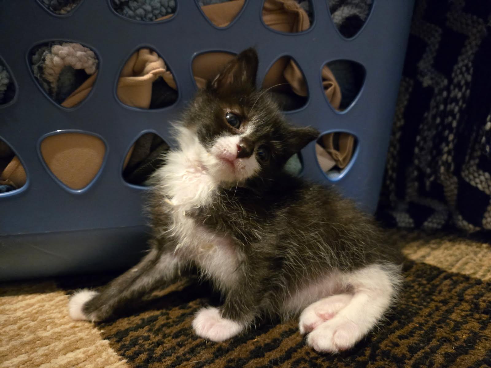 Enlarge Pippa in foster care, a Adoptable Domestic Short Hair in Ellicott City, MD image 4/5