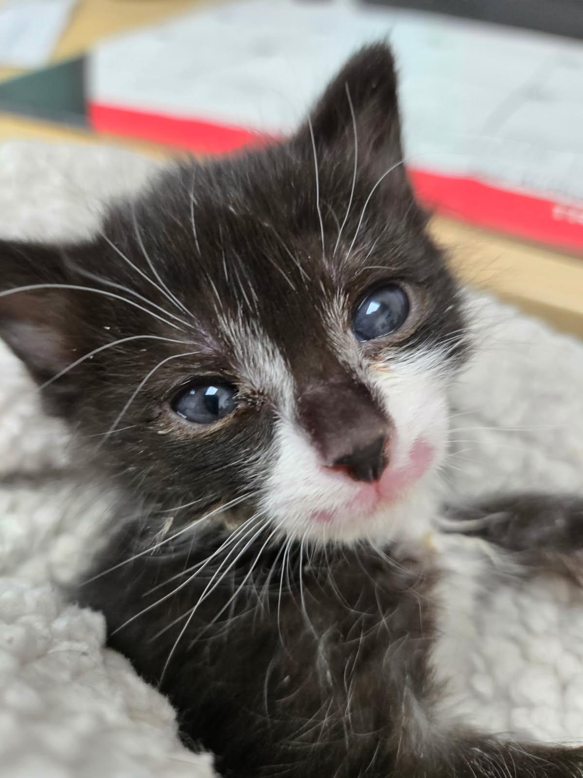 Enlarge Pippa in foster care, a Adoptable Domestic Short Hair in Ellicott City, MD image 5/5