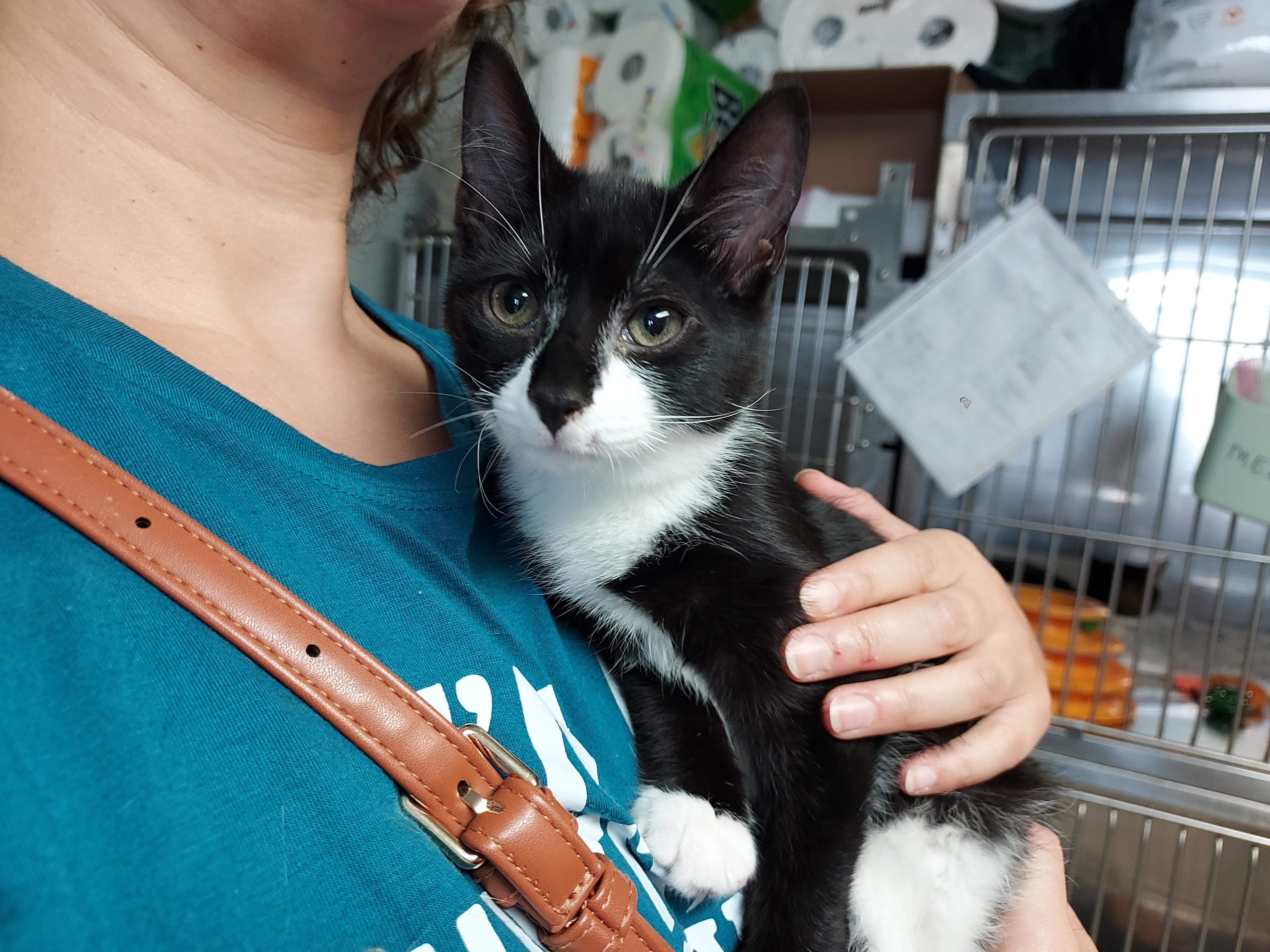 Enlarge Pippa in foster care, a Adoptable Domestic Short Hair in Ellicott City, MD image 2/5