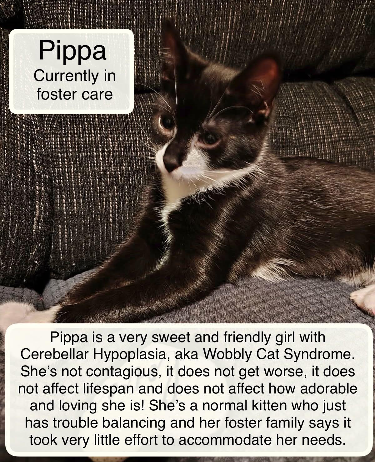 Enlarge Pippa in foster care, a Adoptable Domestic Short Hair in Ellicott City, MD image 1/5