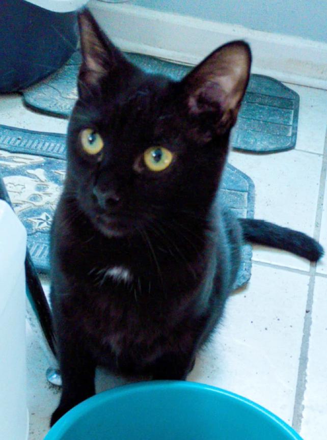 Cat for adoption - Sweet Kitten Buttercup for Adopting! Adopt solo or