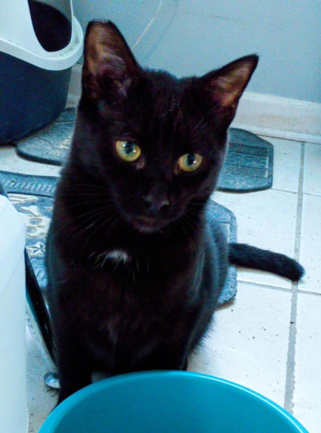 Cat for adoption - Sweet Kitten Buttercup for Adopting! Adopt solo or