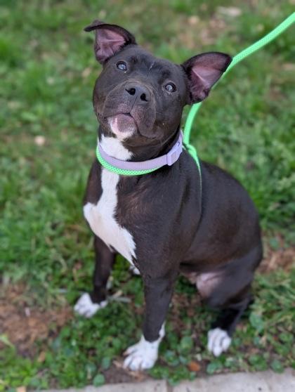 Enlarge Voodoo, a Adoptable mixed breed in Gulfport, MS image 1/2