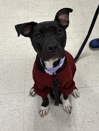 Enlarge Voodoo, a Adoptable mixed breed in Gulfport, MS image 2/2