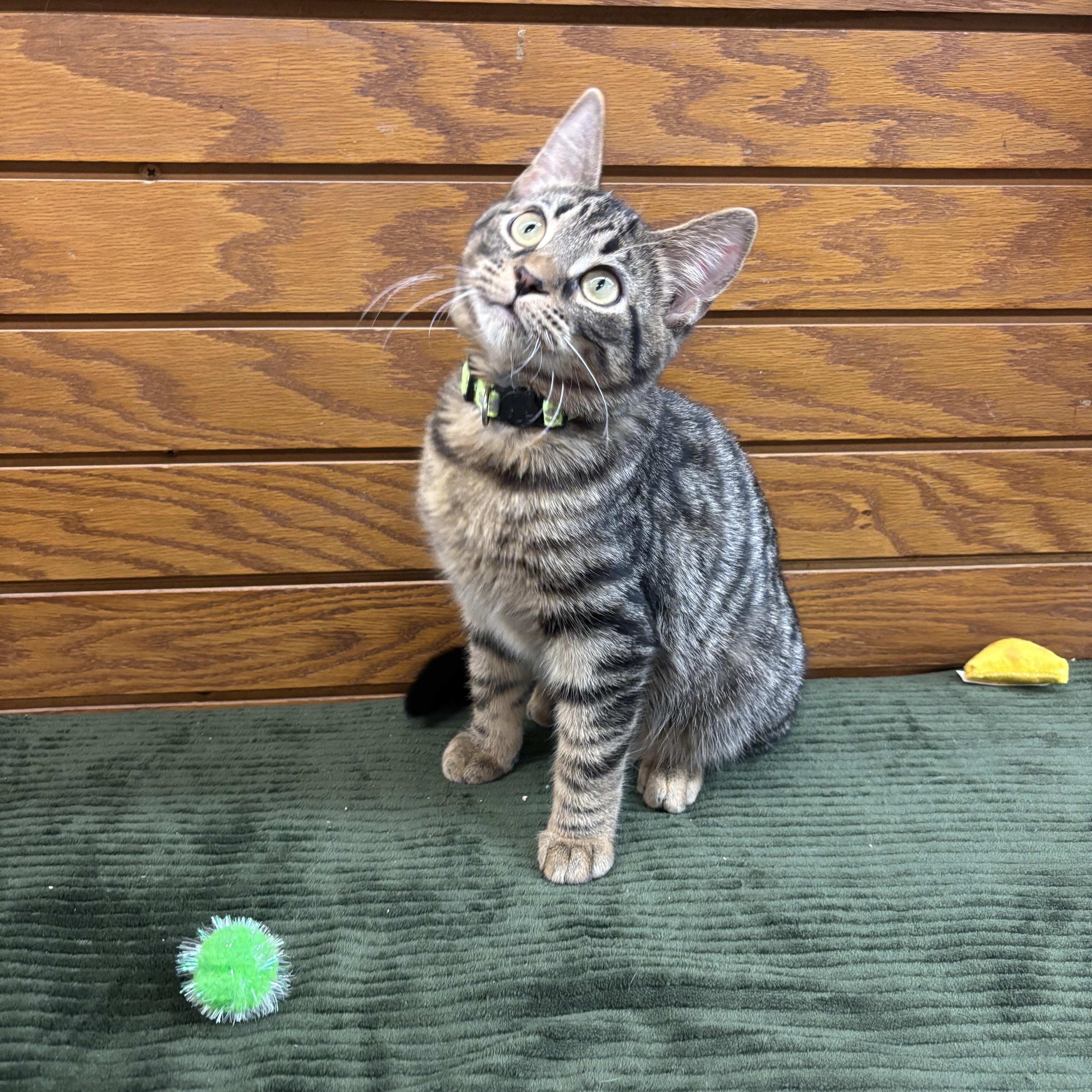 Enlarge Froggy , a ADOPTABLE mixed breed in Coldwater, MI image 1/4