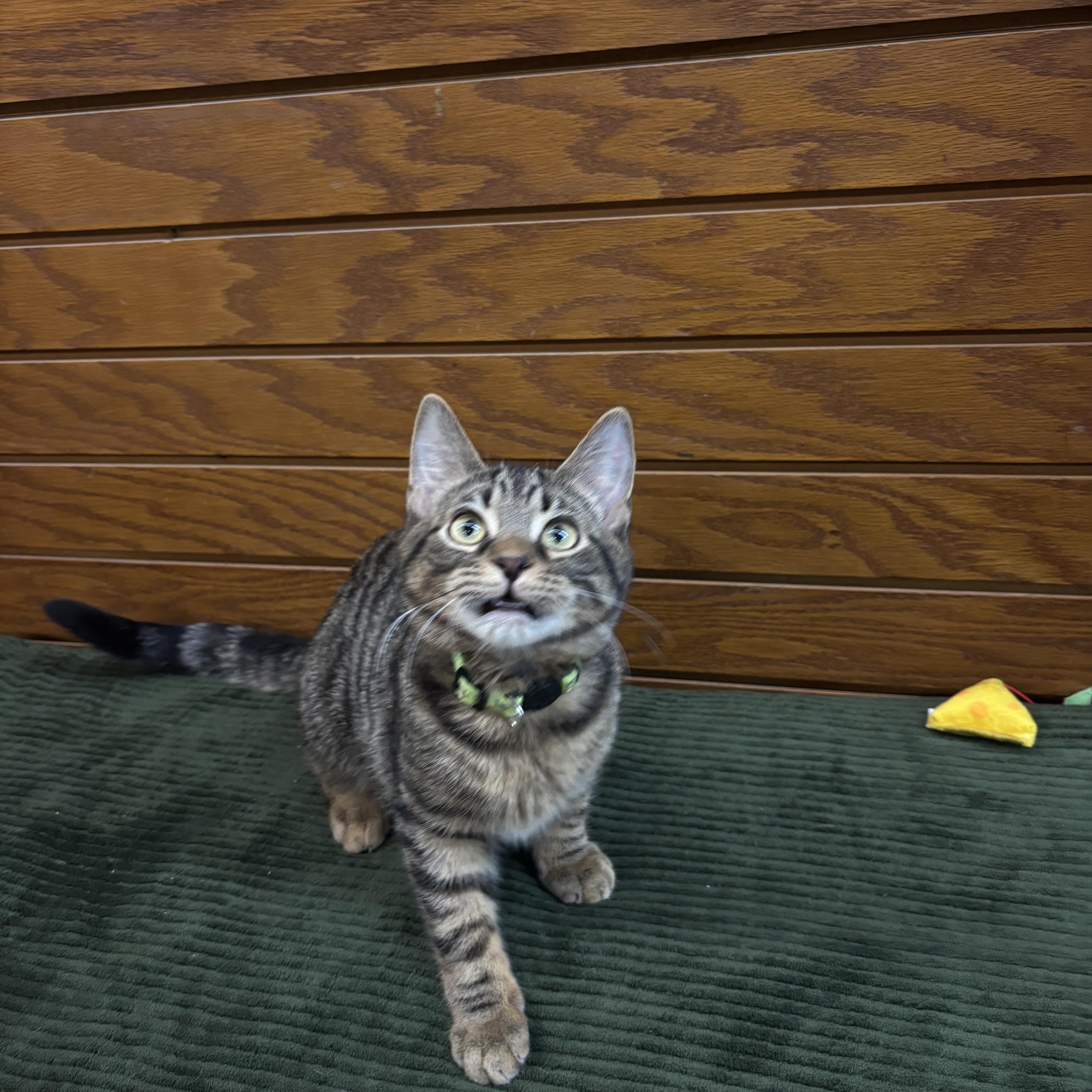 Enlarge Froggy , a ADOPTABLE mixed breed in Coldwater, MI image 3/4