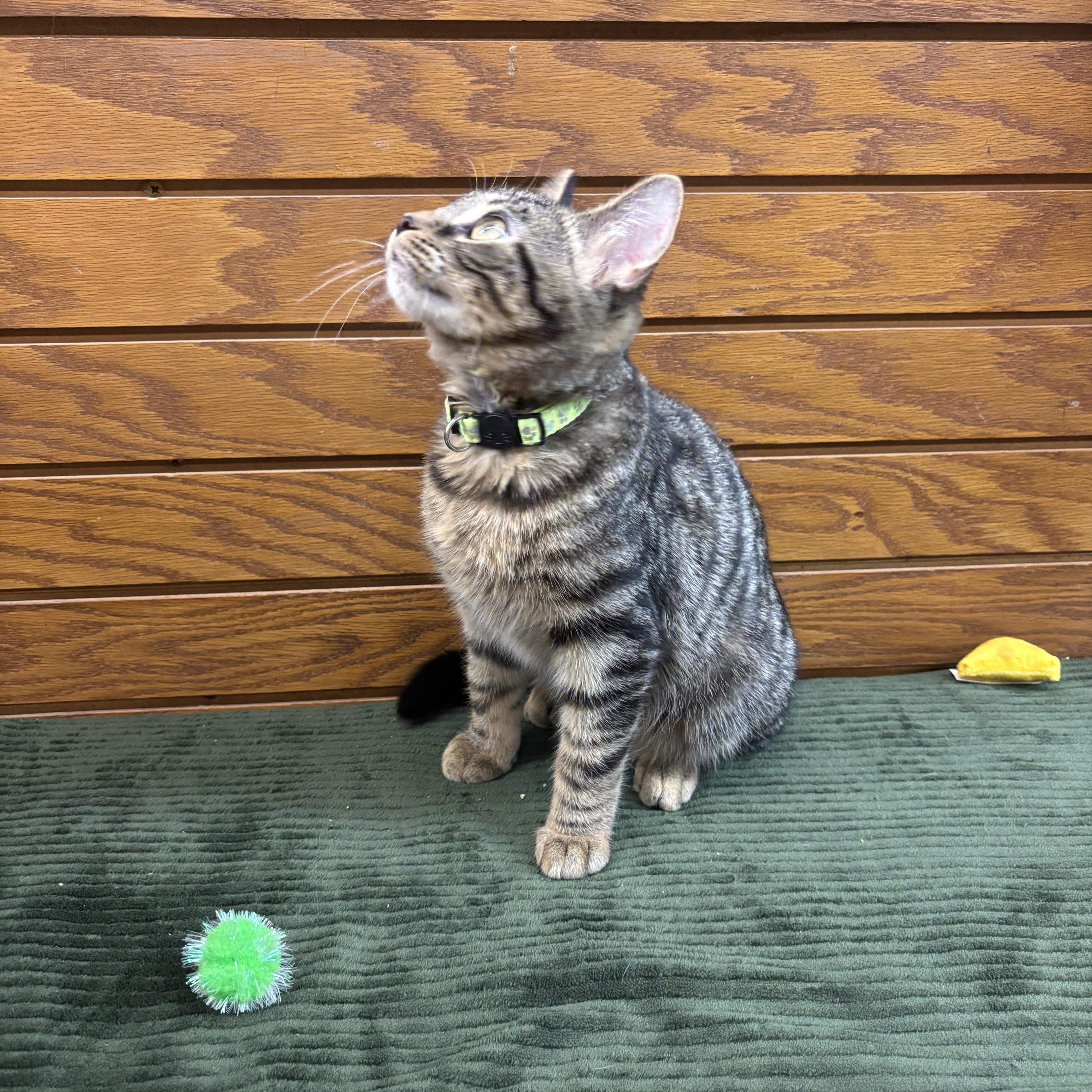 Enlarge Froggy , a ADOPTABLE mixed breed in Coldwater, MI image 4/4