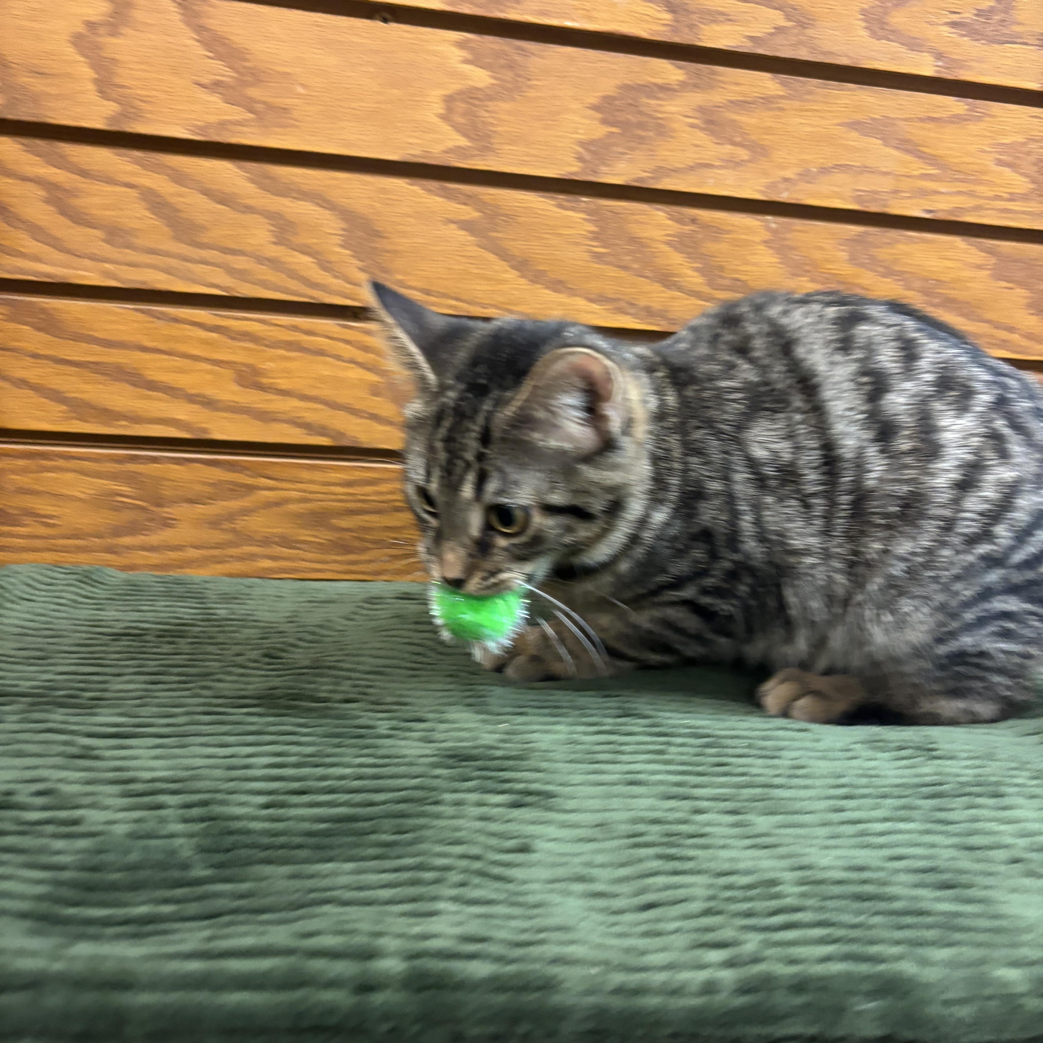 Enlarge Froggy , a ADOPTABLE mixed breed in Coldwater, MI image 2/4