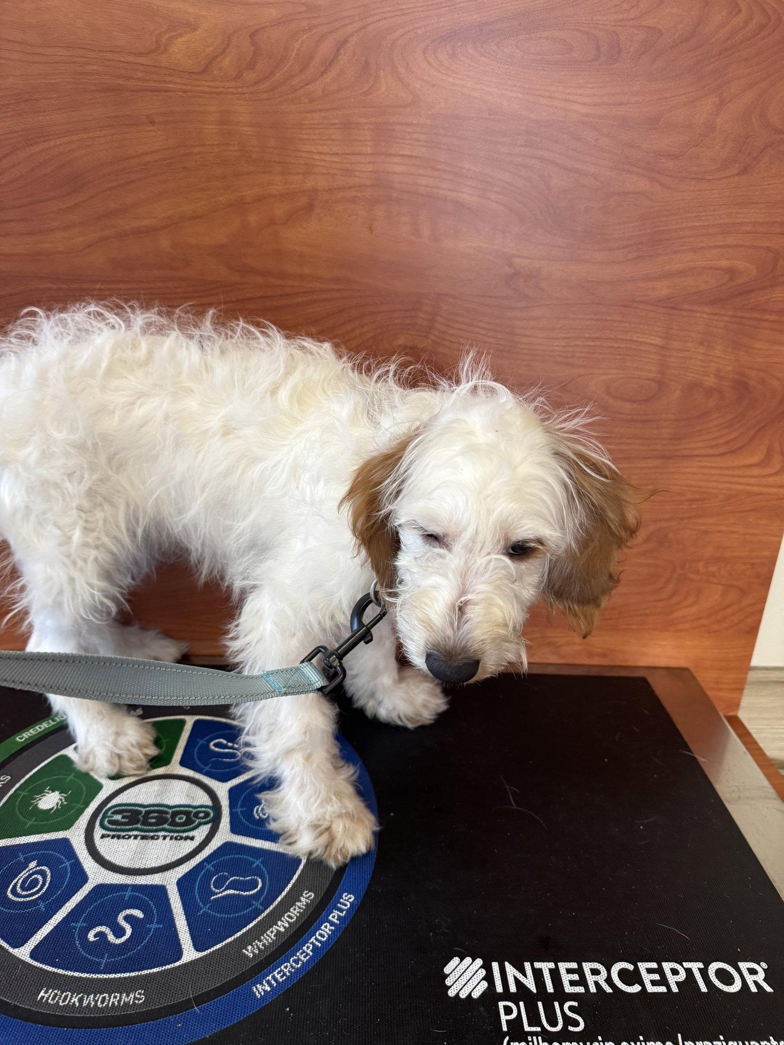 General, Adoptable, Young Male Bernese Mountain Dog & Standard Poodle.