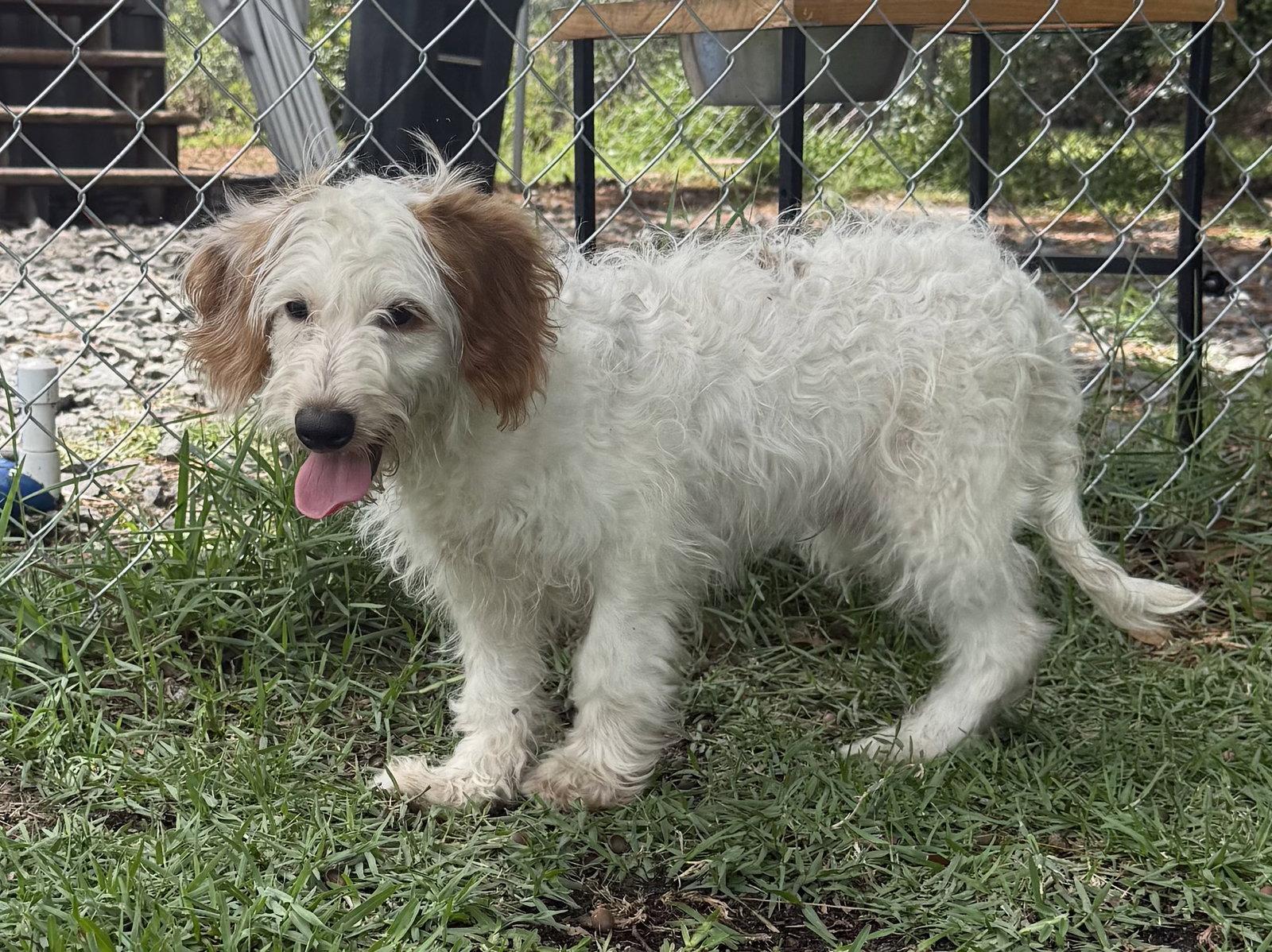 Enlarge General, a Adoptable mixed breed in Valrico, FL image 2/3