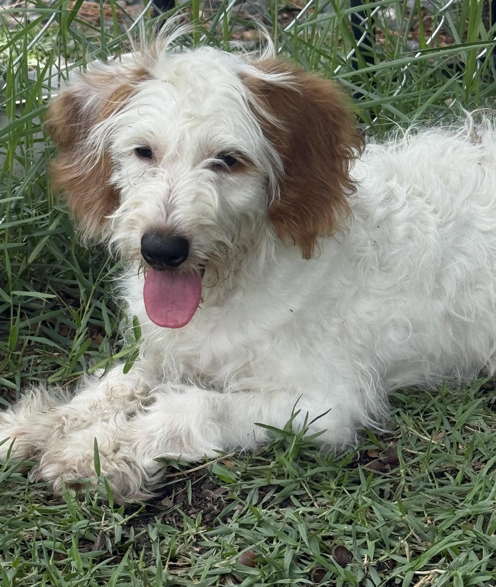 Enlarge General, a Adoptable mixed breed in Valrico, FL image 3/3