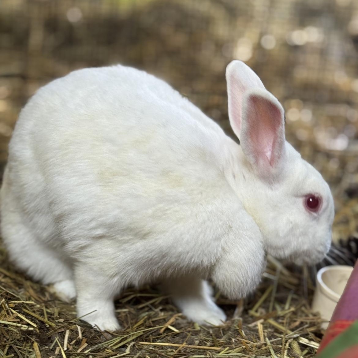 Winter, a ADOPTABLE New Zealand in Bishopville, SC image 3/4