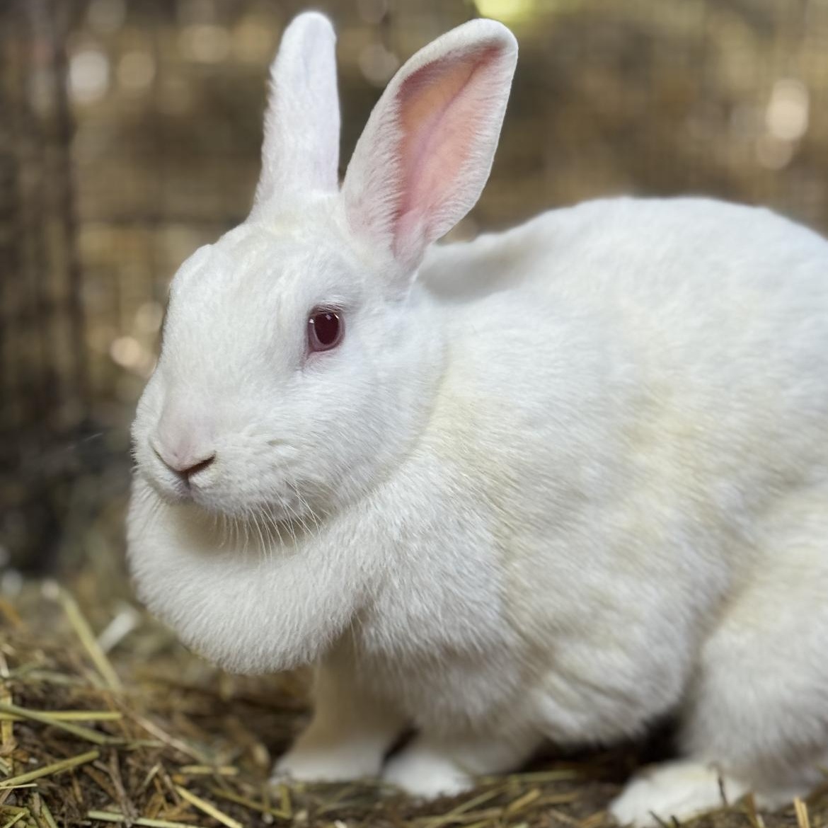 Winter, a ADOPTABLE New Zealand in Bishopville, SC image 1/4