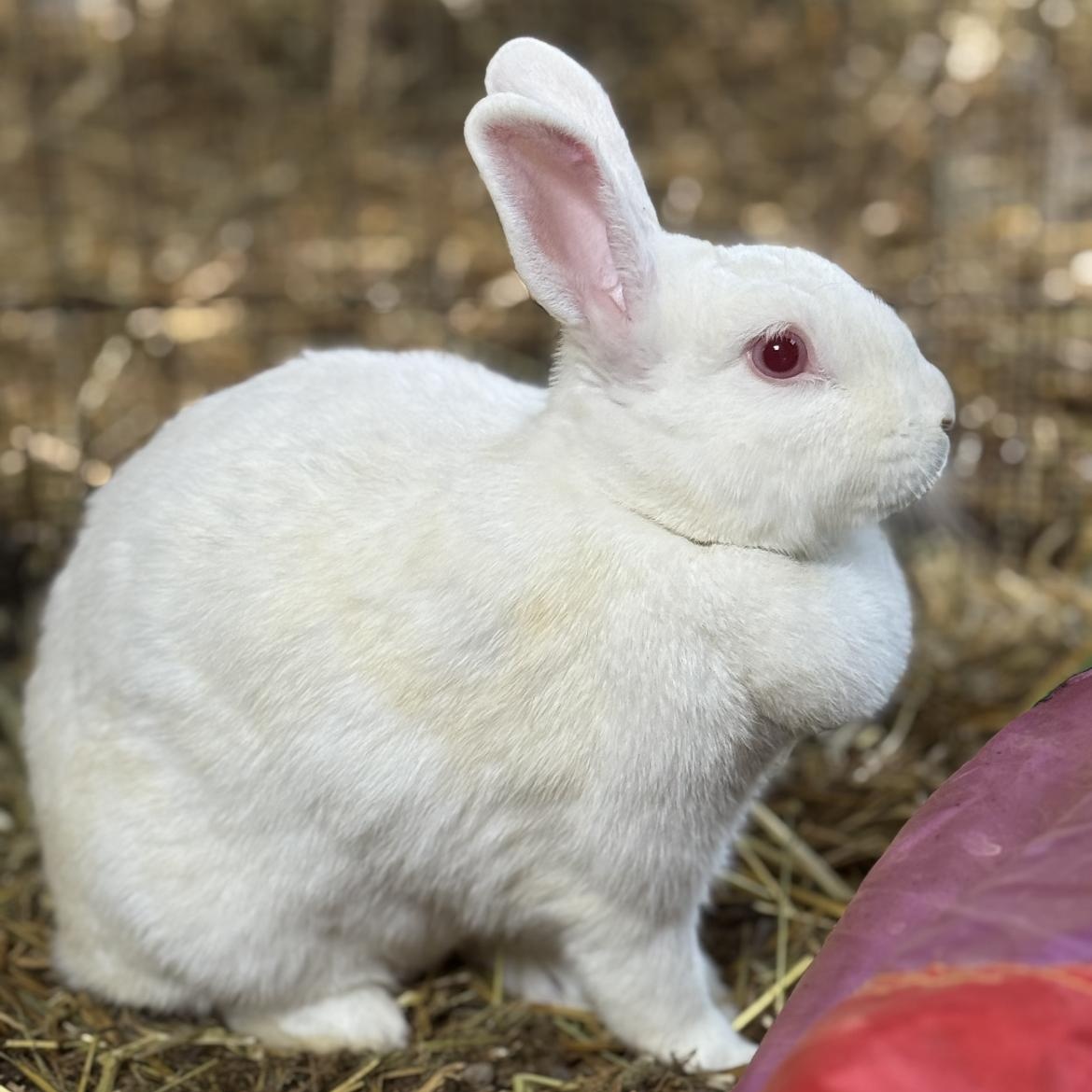 Winter, a ADOPTABLE New Zealand in Bishopville, SC image 2/4