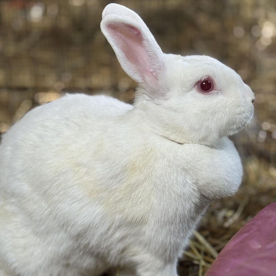 Winter, a ADOPTABLE New Zealand in Bishopville, SC image 4/4