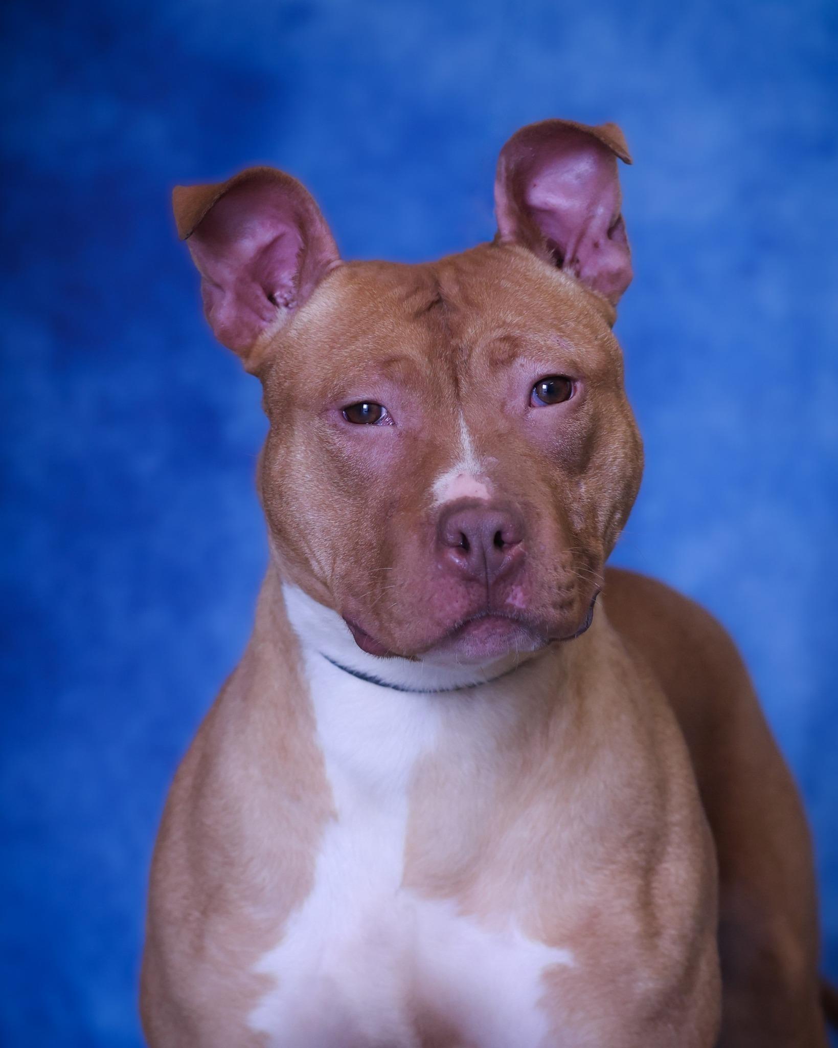 ARIAL (0509), adoptable, Young Female Pit Bull Terrier.