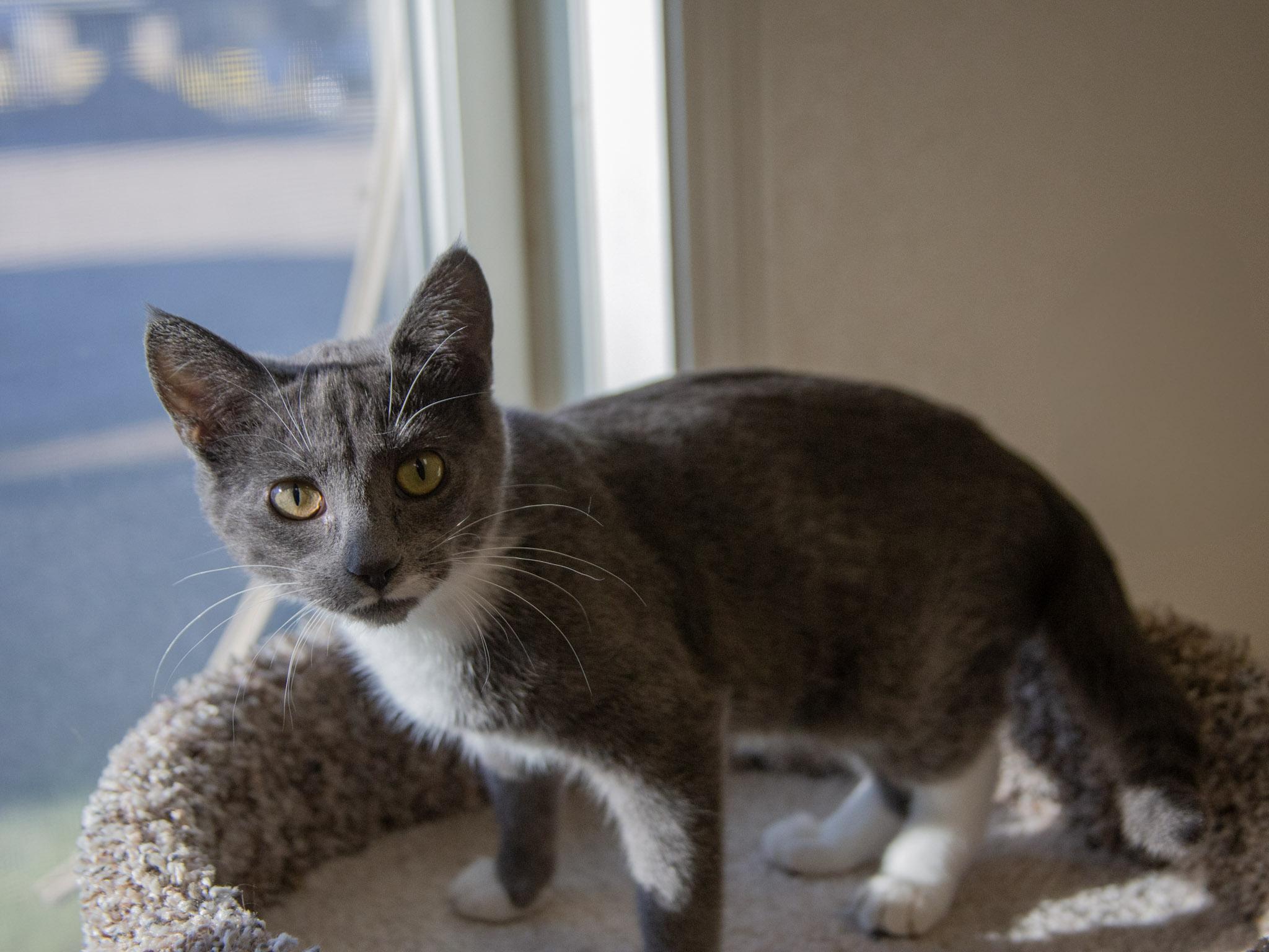 Rogue, a ADOPTABLE Domestic Short Hair in Red Wing, MN image 1/3