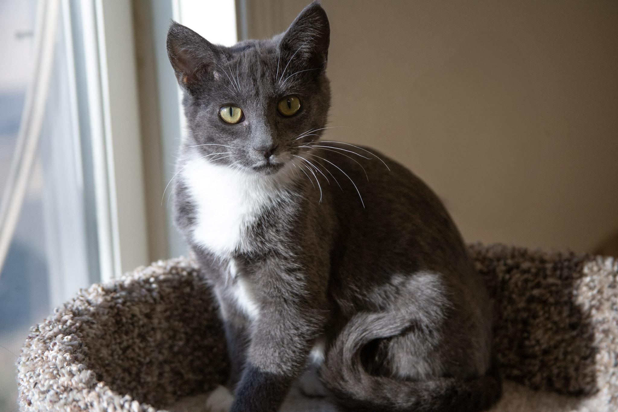 Rogue, a ADOPTABLE Domestic Short Hair in Red Wing, MN image 3/3