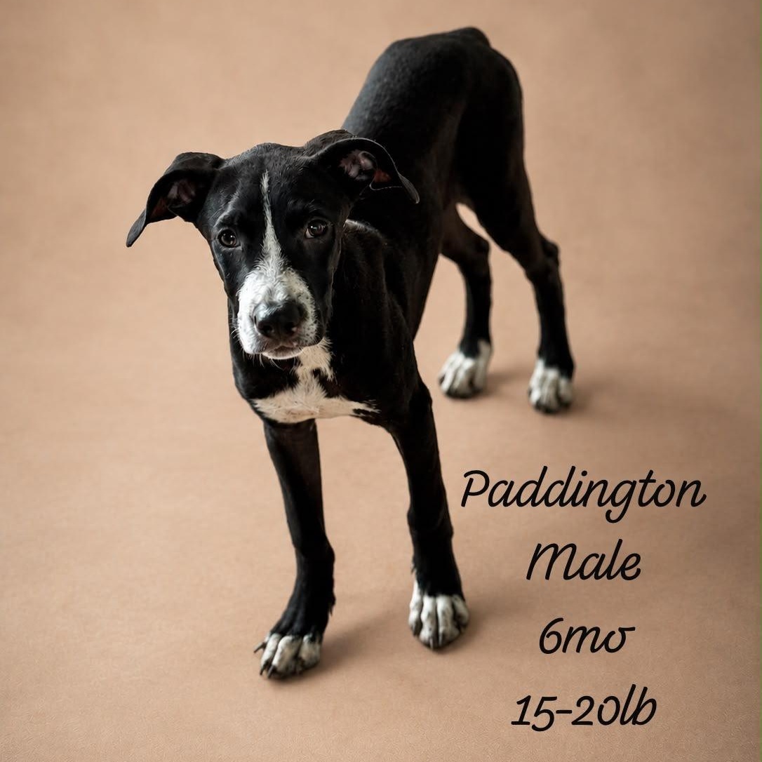 PADDINGTON (out of town) photo