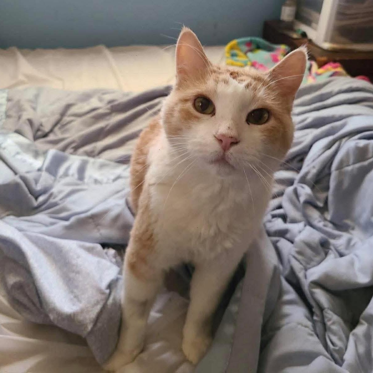 Butter, an adopted mixed breed in Lubbock, TX image 1/3
