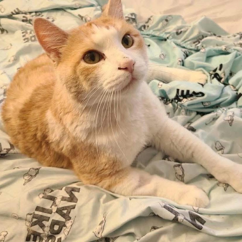 Butter, an adopted mixed breed in Lubbock, TX image 3/3
