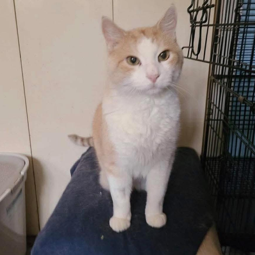 Butter, an adopted mixed breed in Lubbock, TX image 2/3