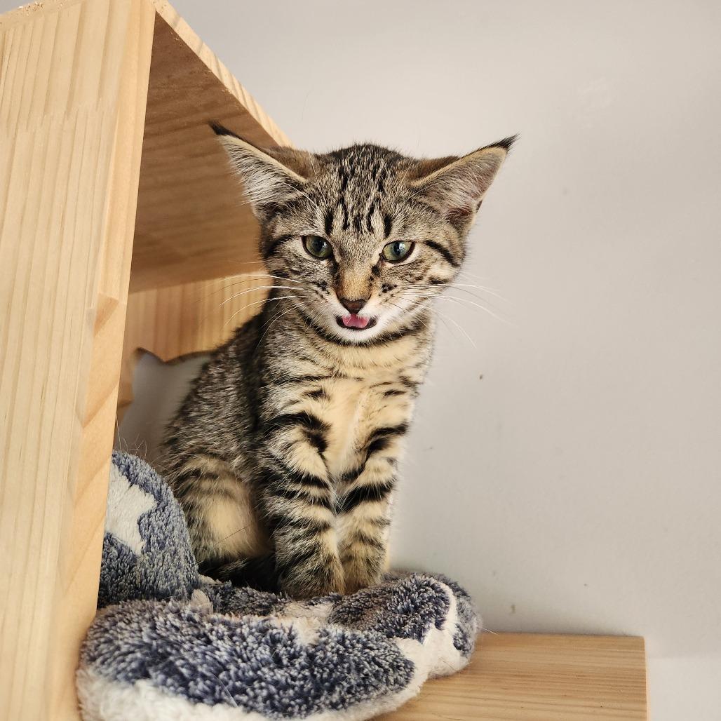 Violet, Adoptable, Kitten Female Domestic Short Hair.
