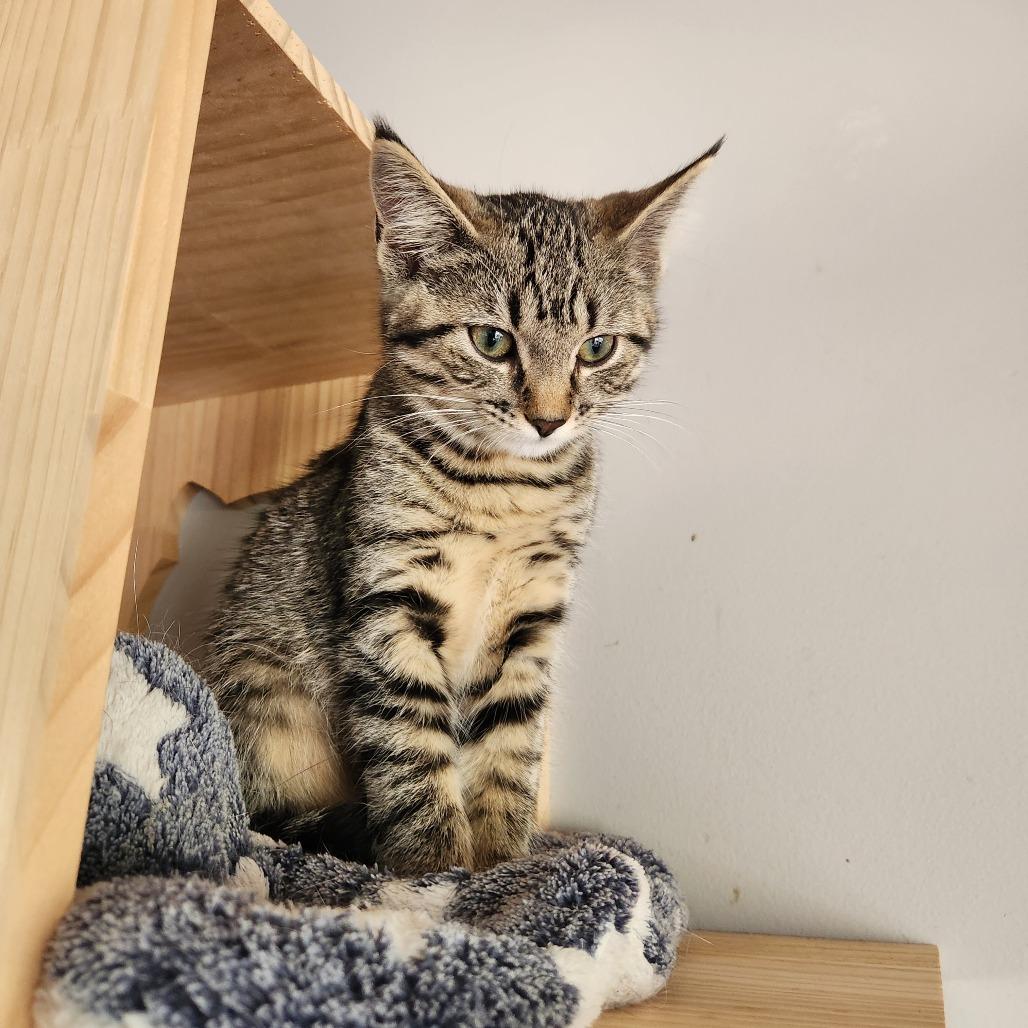 Violet, a Adoptable Domestic Short Hair in Oak Grove, MN image 2/2