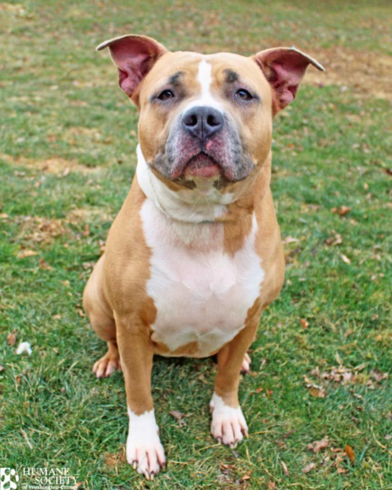 XENA, Adoptable, Young Female Pit Bull Terrier.