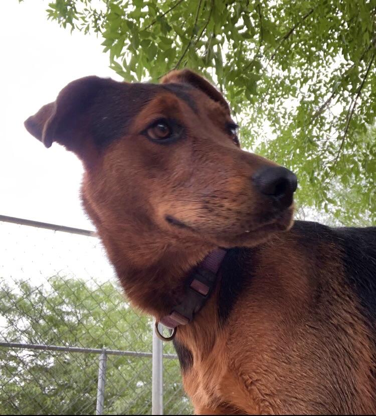 Caramel, a Adoptable Labrador Retriever in El Paso, TX image 6/6