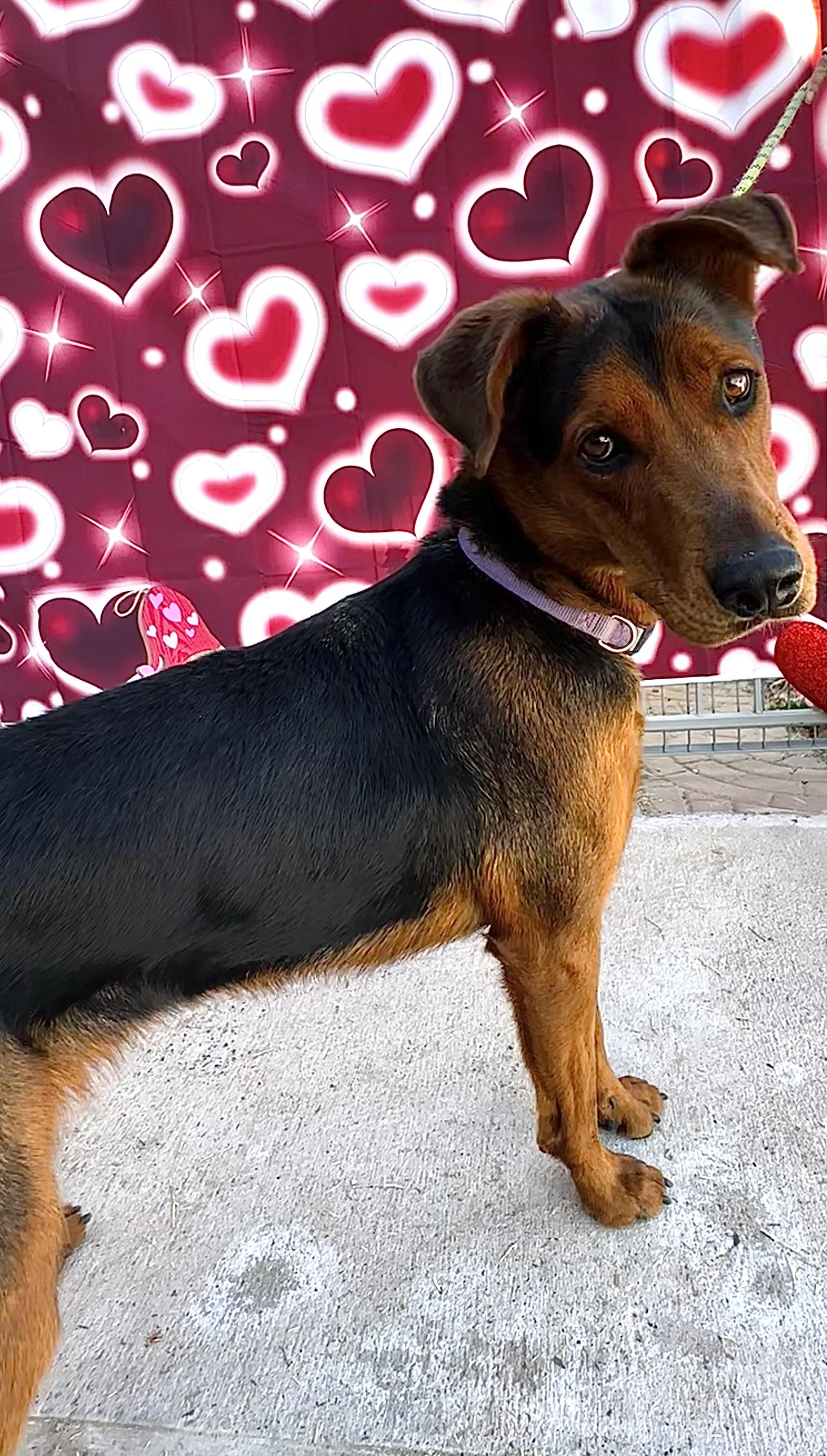 Caramel, a Adoptable Labrador Retriever in El Paso, TX image 2/6