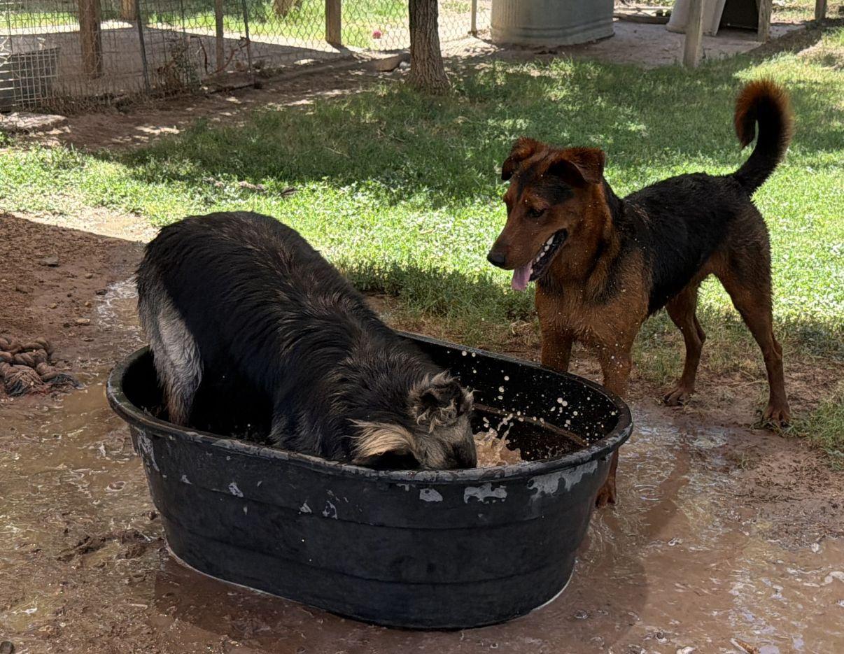 Caramel, a Adoptable mixed breed in El Paso, TX image 3/6
