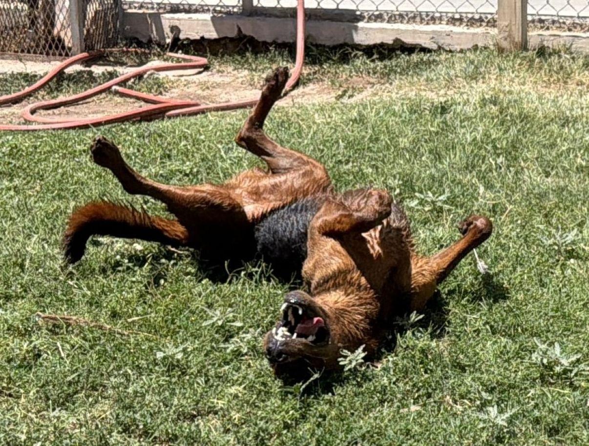 Caramel, a Adoptable mixed breed in El Paso, TX image 4/6
