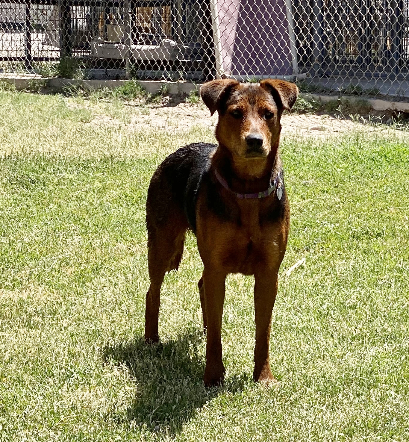 Caramel, a Adoptable Labrador Retriever in El Paso, TX image 3/6